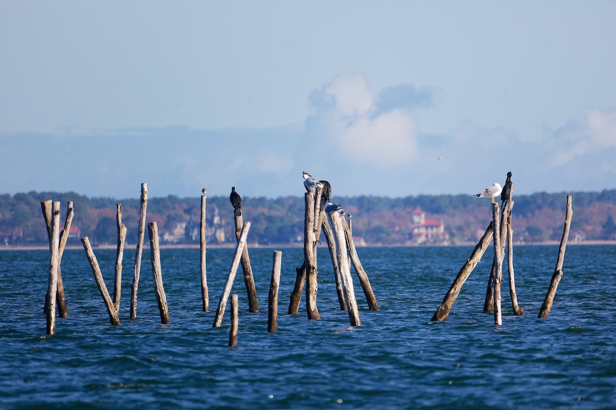 Great Cormorant - ML646282859