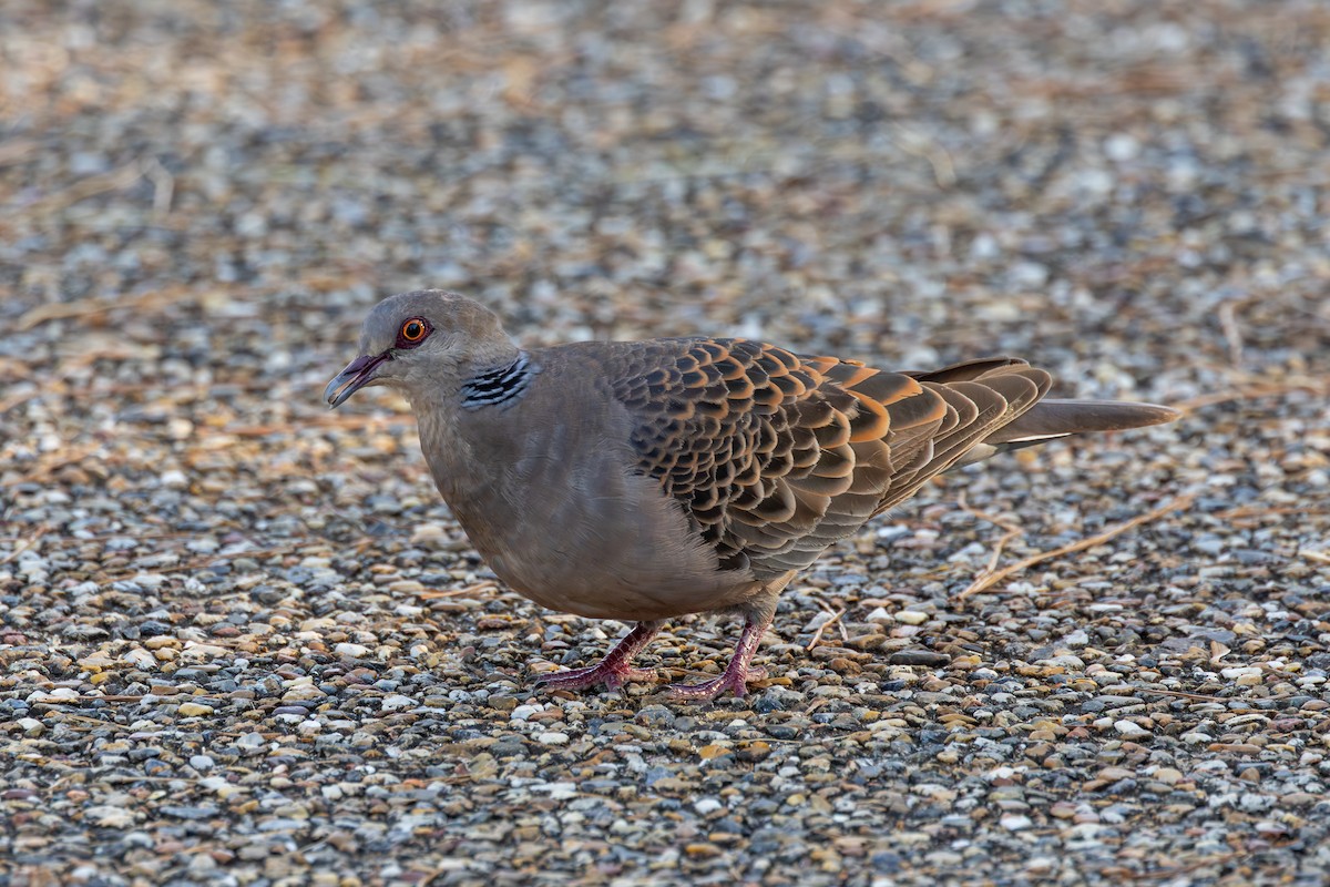 Oriental Turtle-Dove - ML646282860