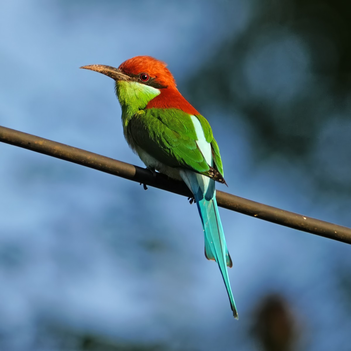Rufous-crowned Bee-eater - ML646282861