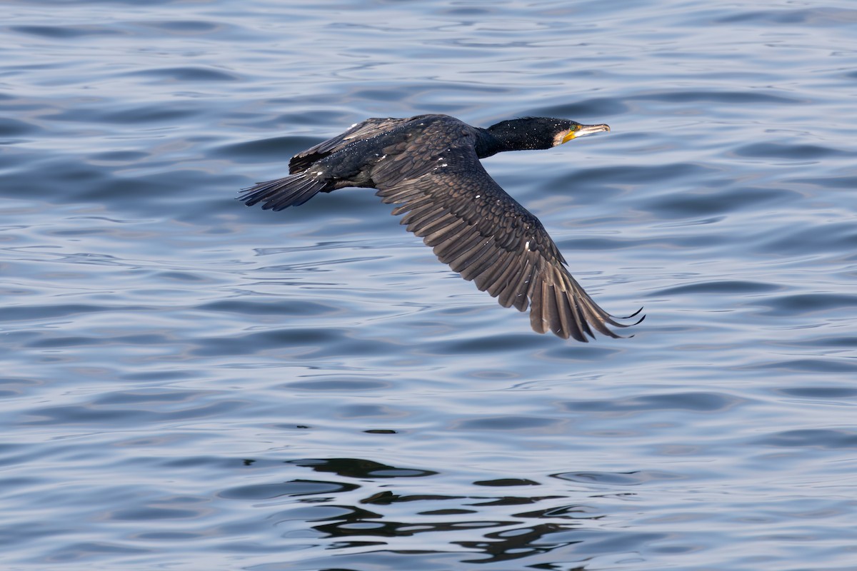 Great Cormorant - ML646282877