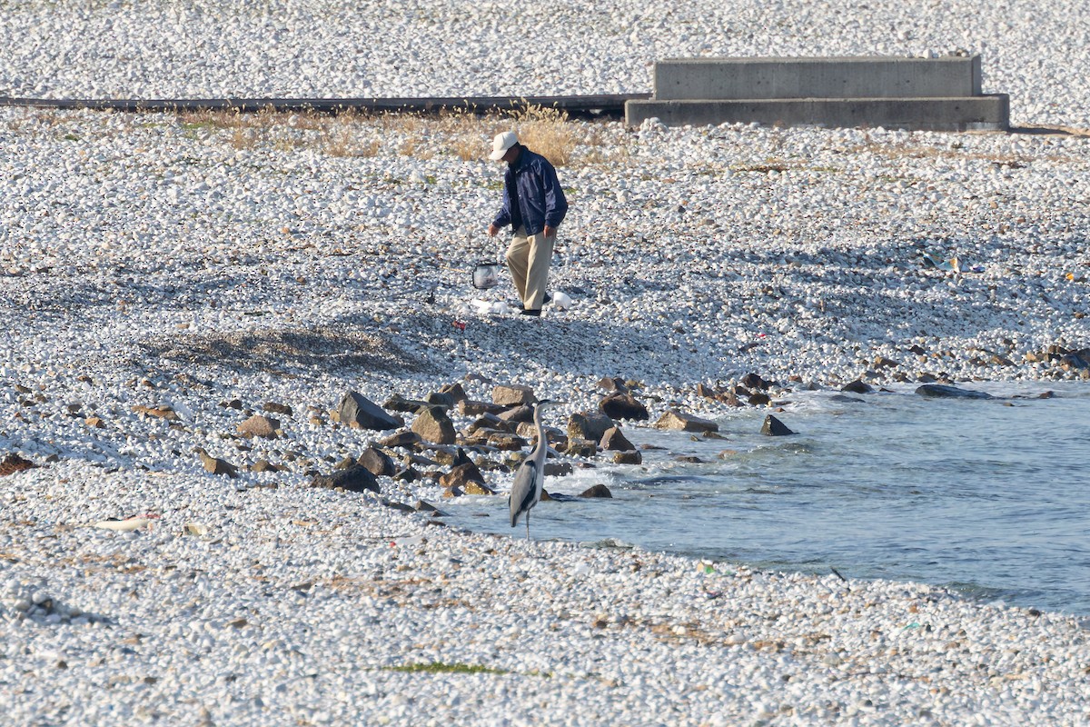 Gray Heron - ML646282884