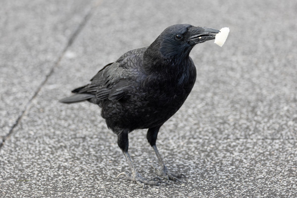 Carrion Crow - ML646282892
