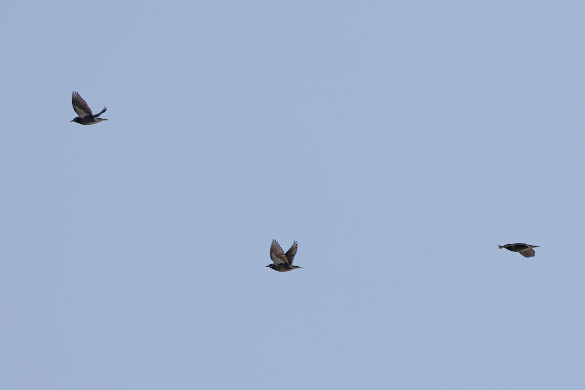 White-cheeked Starling - ML646282893