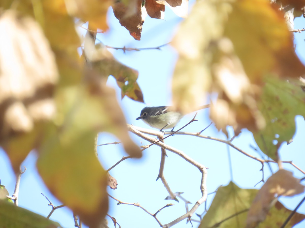 Plumbeous Vireo - ML646282895