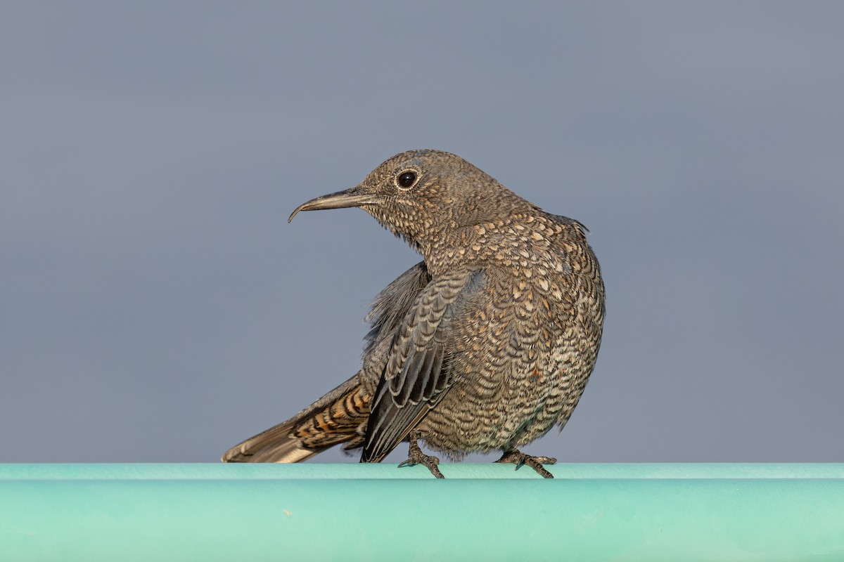 Blue Rock-Thrush - ML646282896