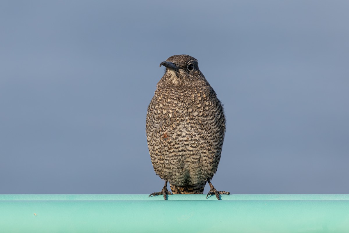 Blue Rock-Thrush - ML646282897