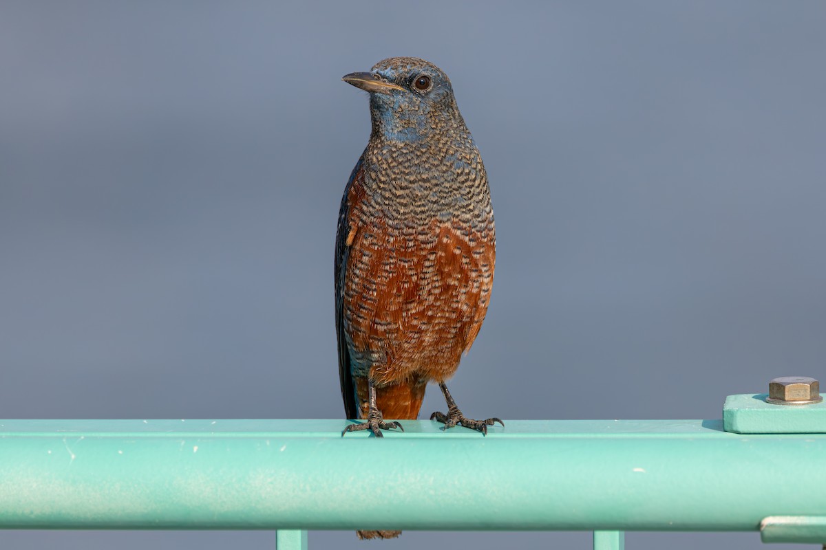Blue Rock-Thrush - ML646282898