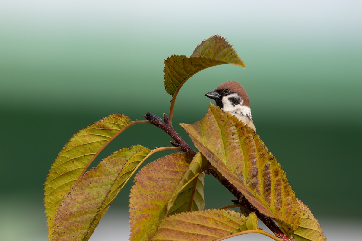 Eurasian Tree Sparrow - ML646282903