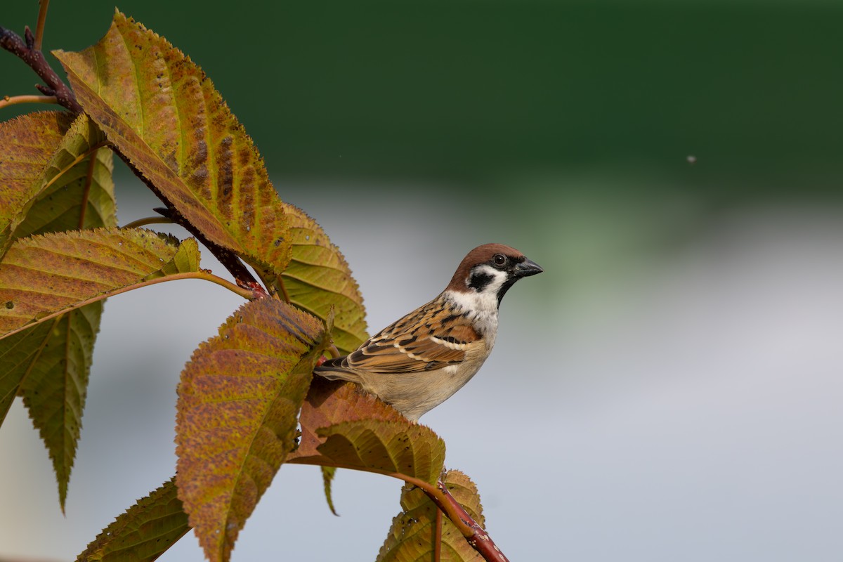 Eurasian Tree Sparrow - ML646282904