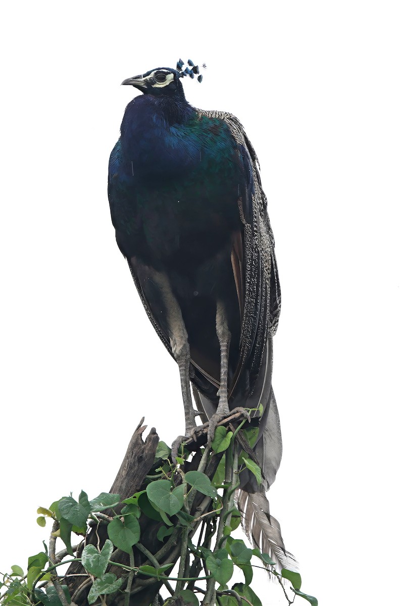 Indian Peafowl - ML646282905