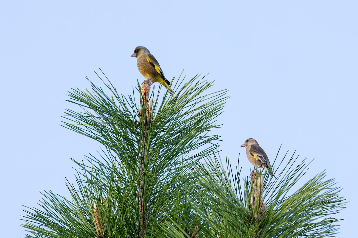Oriental Greenfinch - ML646282908