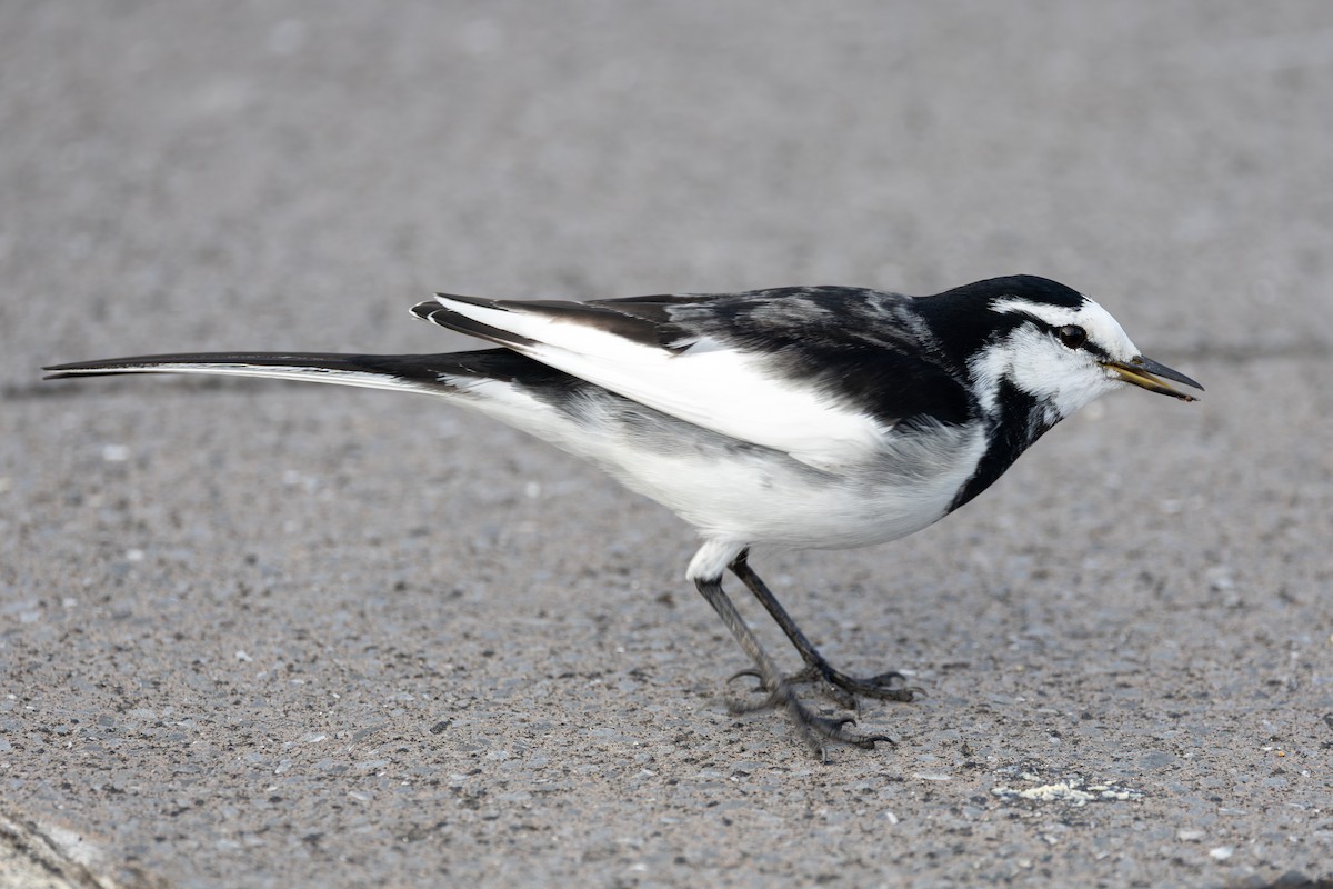 White Wagtail - ML646282920