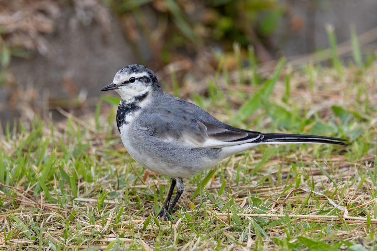 White Wagtail - ML646282921