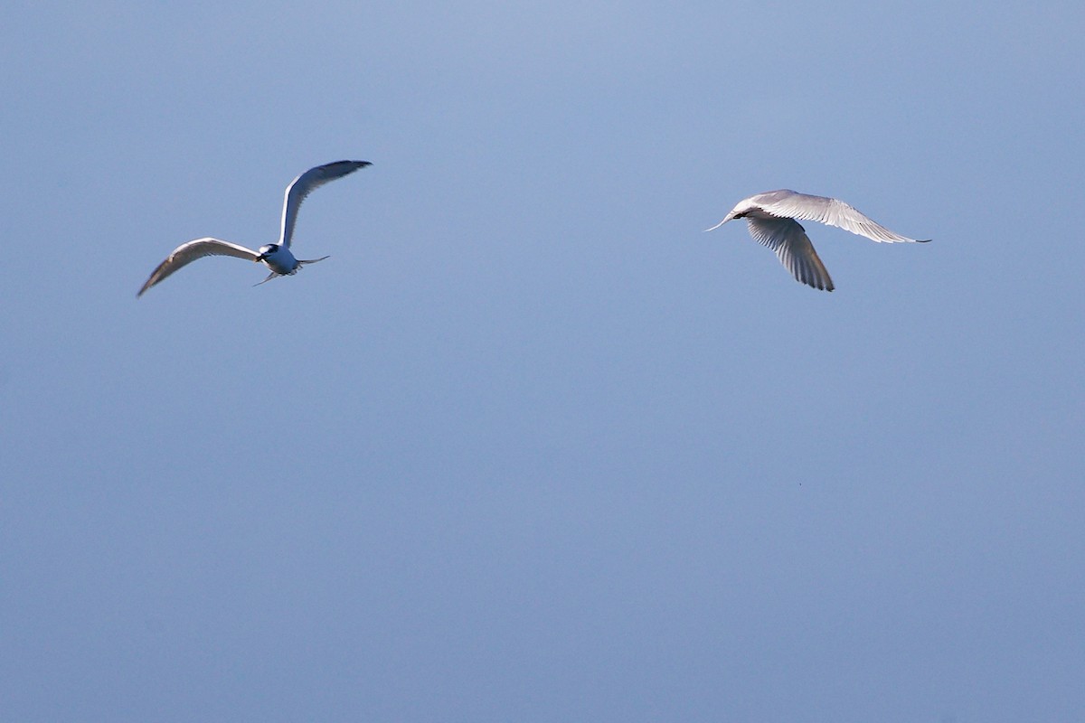 Sandwich Tern - ML646282923