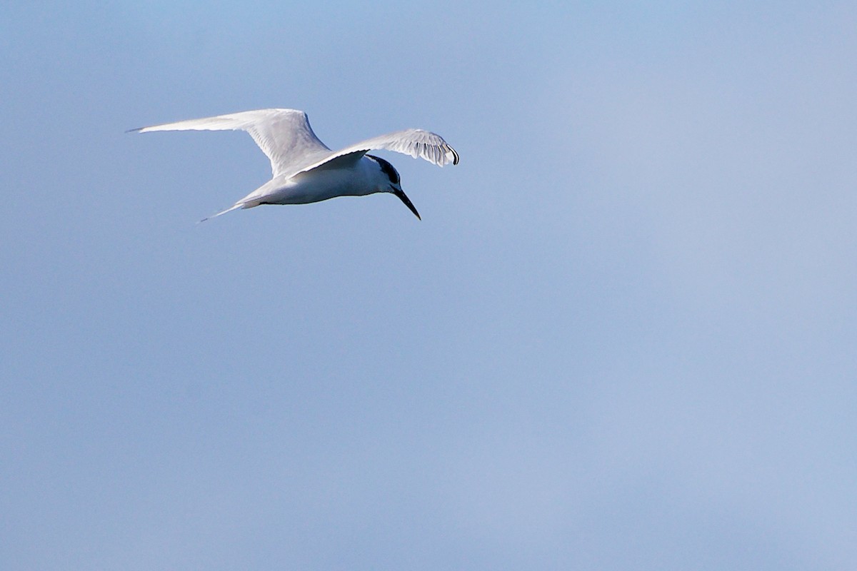 Sandwich Tern - ML646282924