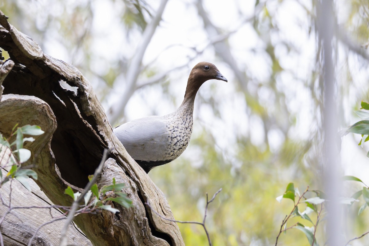 Maned Duck - ML646282926