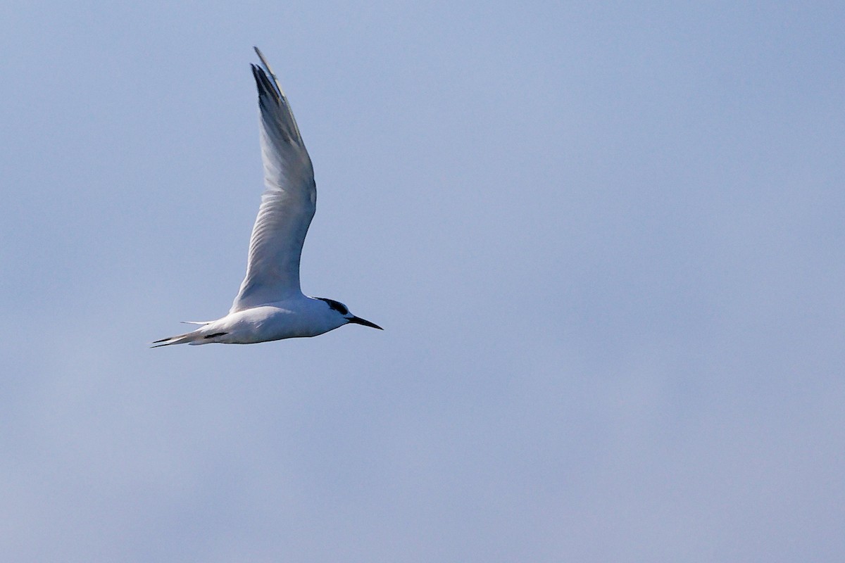 Sandwich Tern - ML646282927