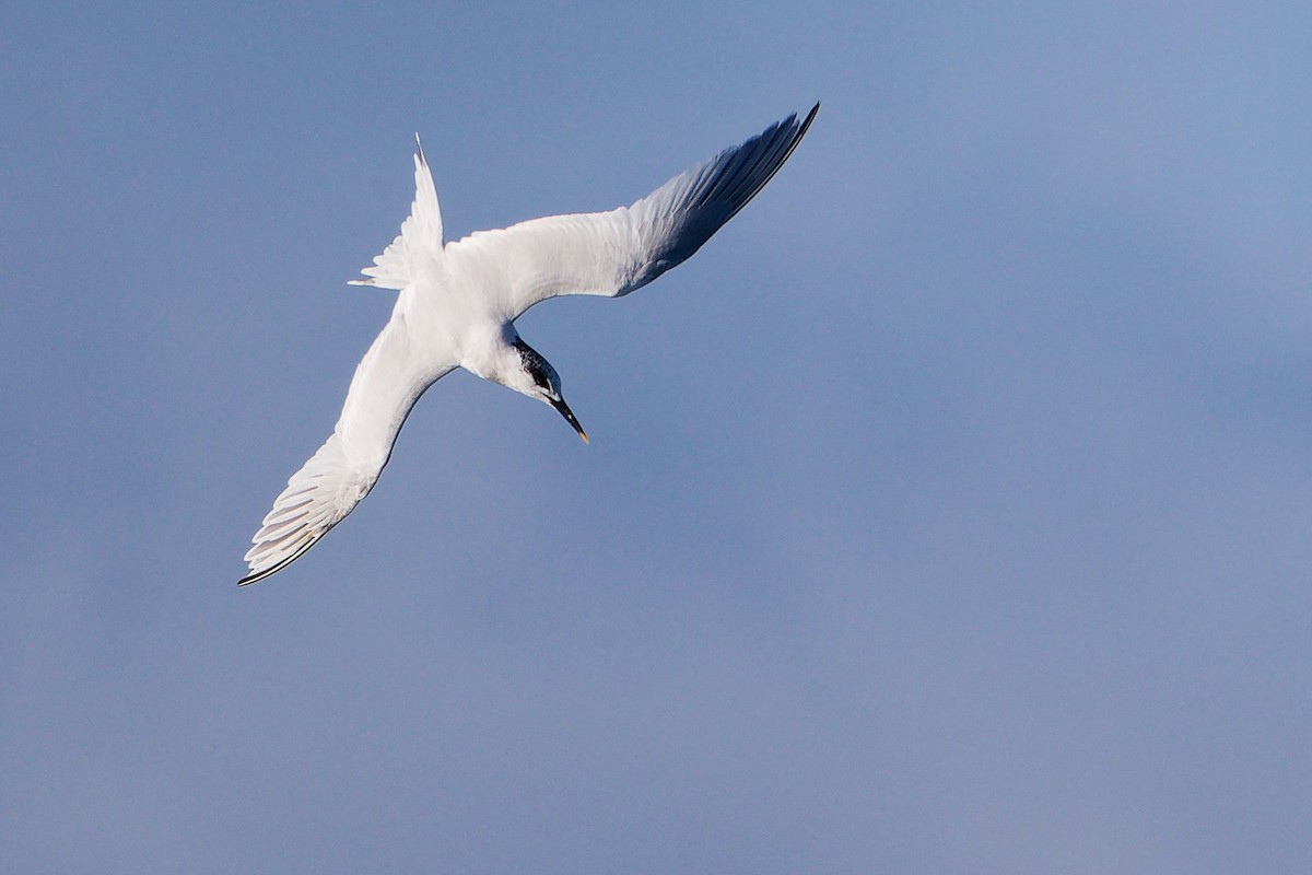 Sandwich Tern - ML646282928