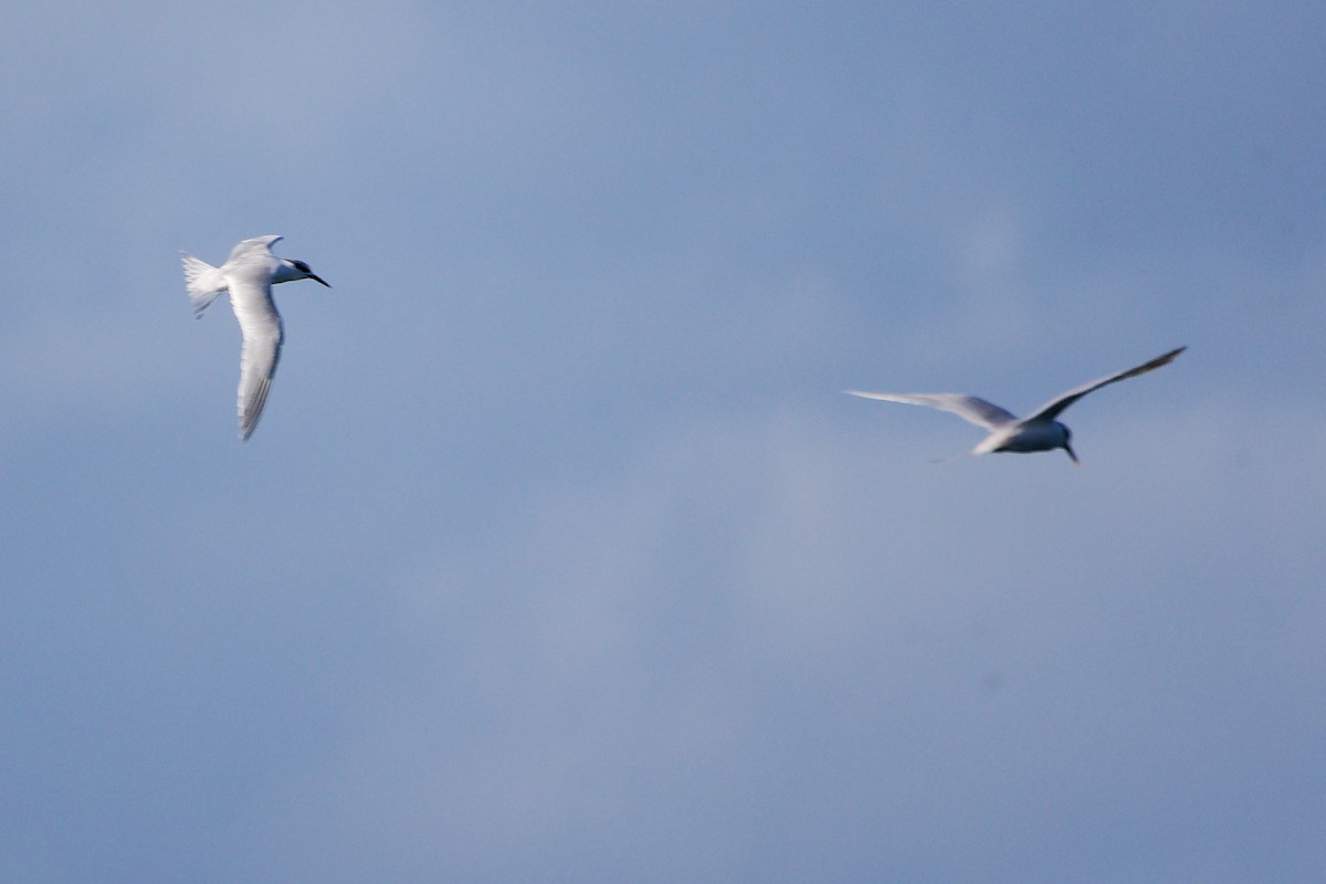 Sandwich Tern - ML646282929