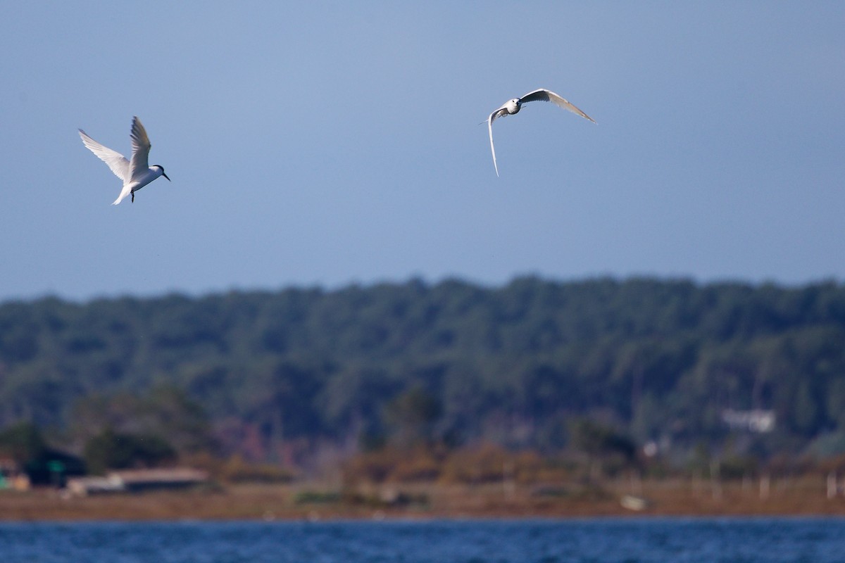 Sandwich Tern - ML646282930