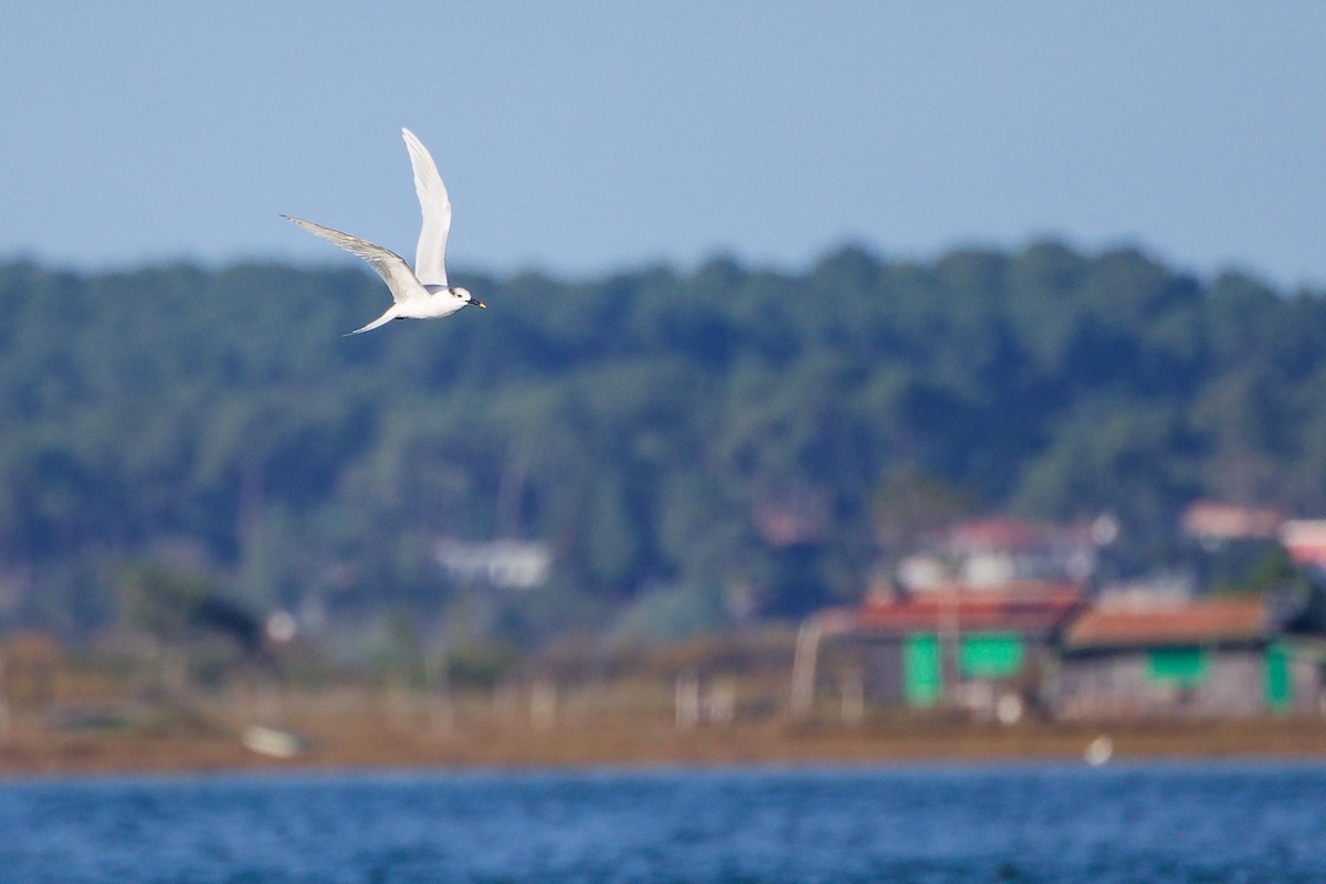 Sandwich Tern - ML646282931