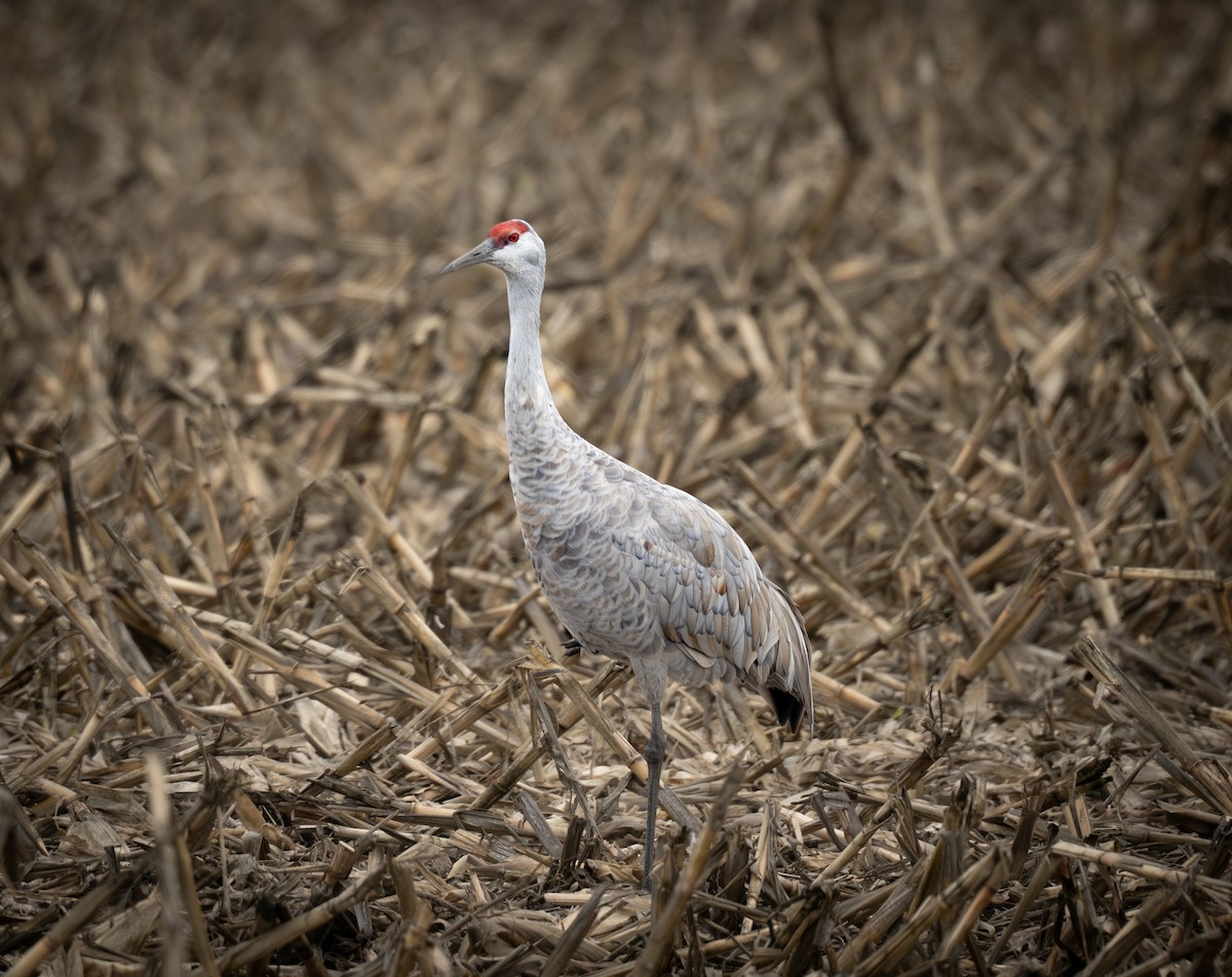 Sandhill Crane - ML646282932