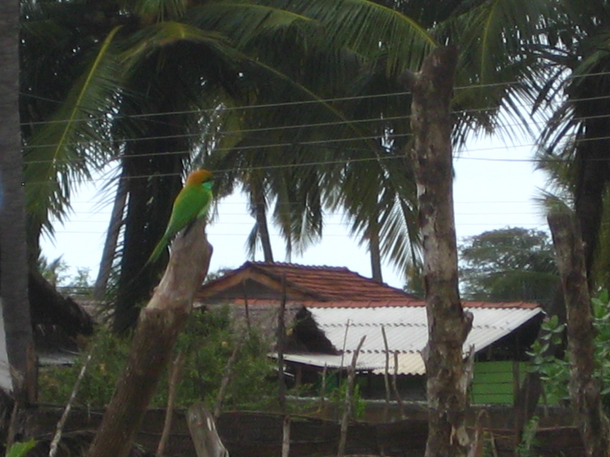 Asian Green Bee-eater - ML646282933