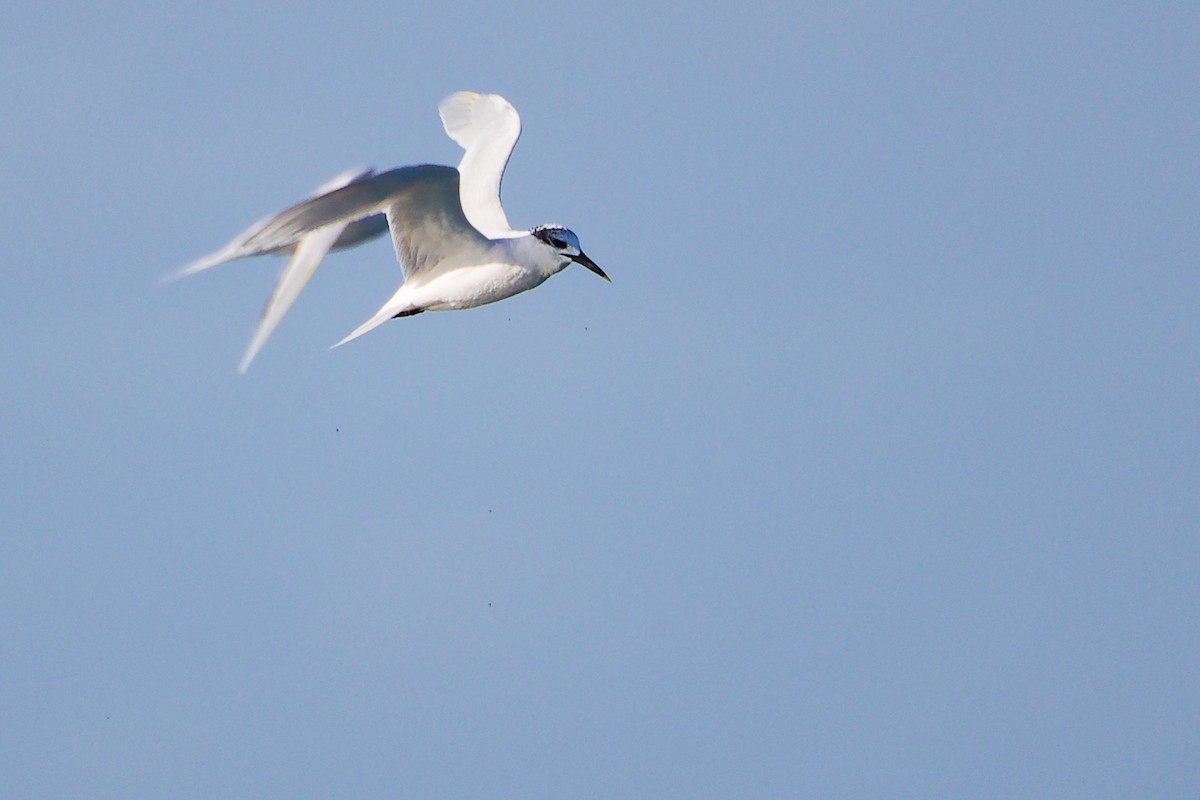 Sandwich Tern - ML646282934