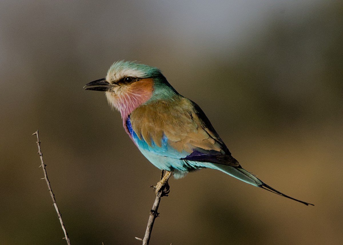 Lilac-breasted Roller (Lilac-breasted) - ML646282935