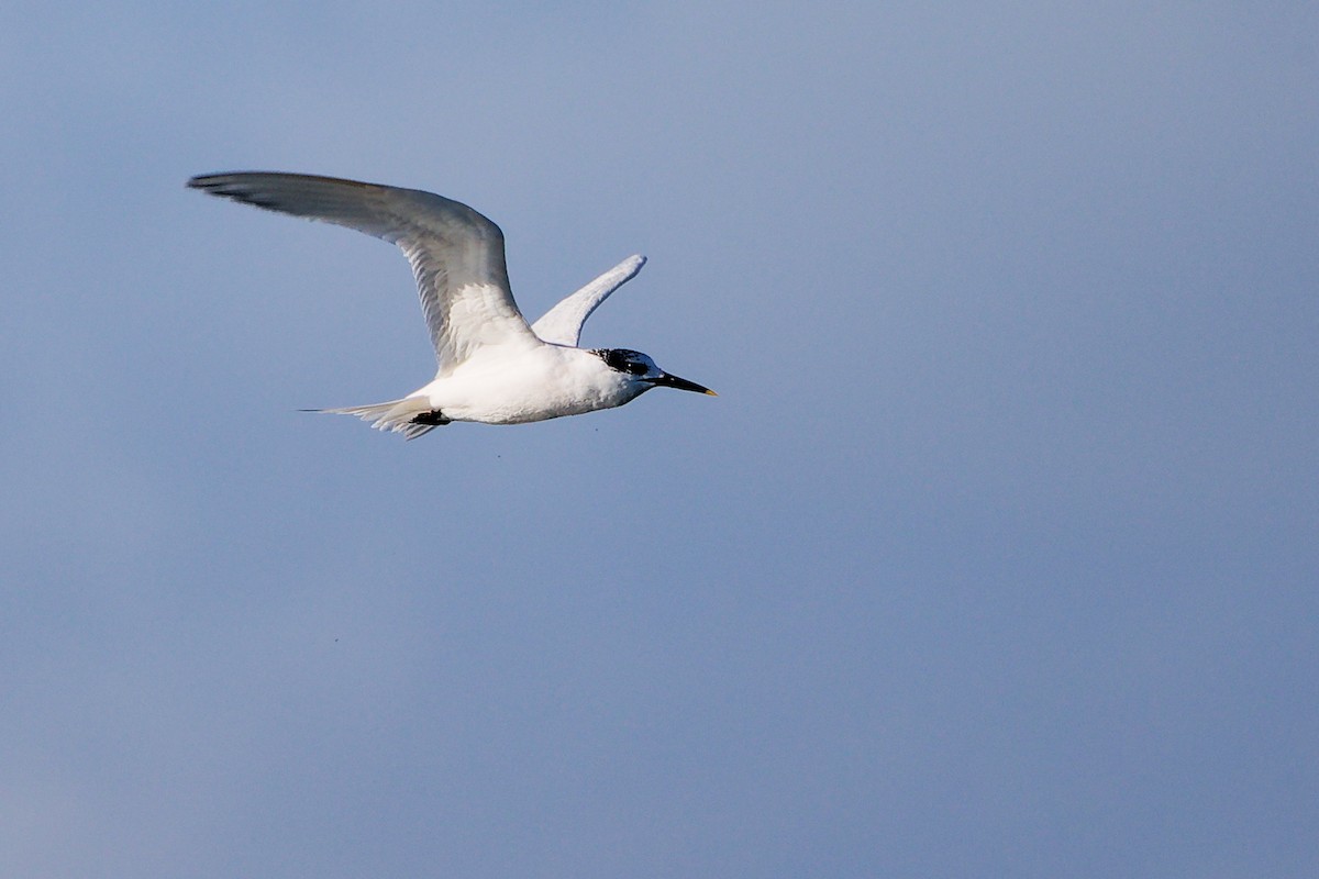 Sandwich Tern - ML646282936