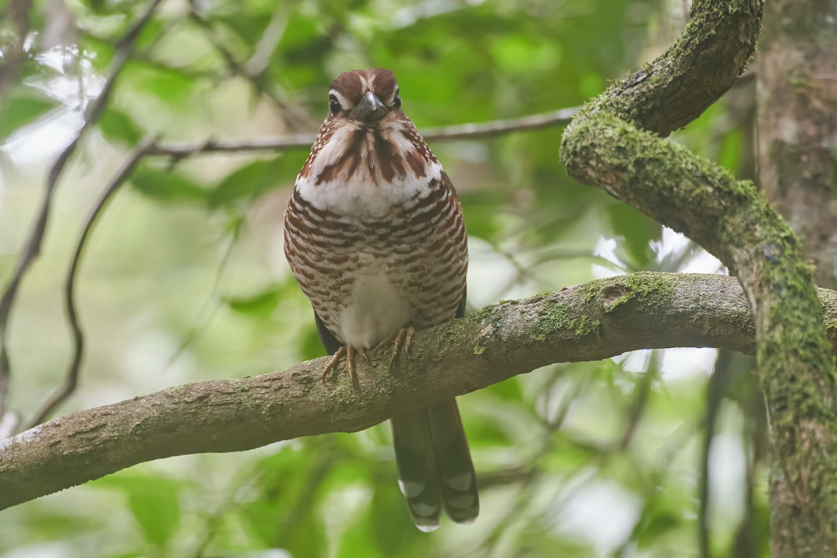 Short-legged Ground-Roller - ML646282937