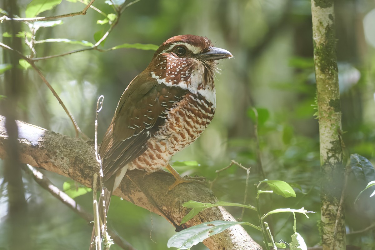 Short-legged Ground-Roller - ML646282938