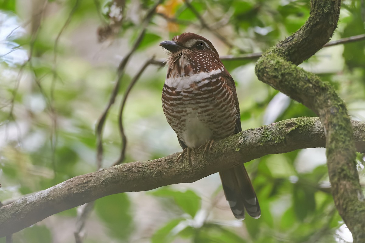 Short-legged Ground-Roller - ML646282939