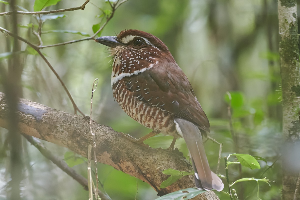 Short-legged Ground-Roller - ML646282940