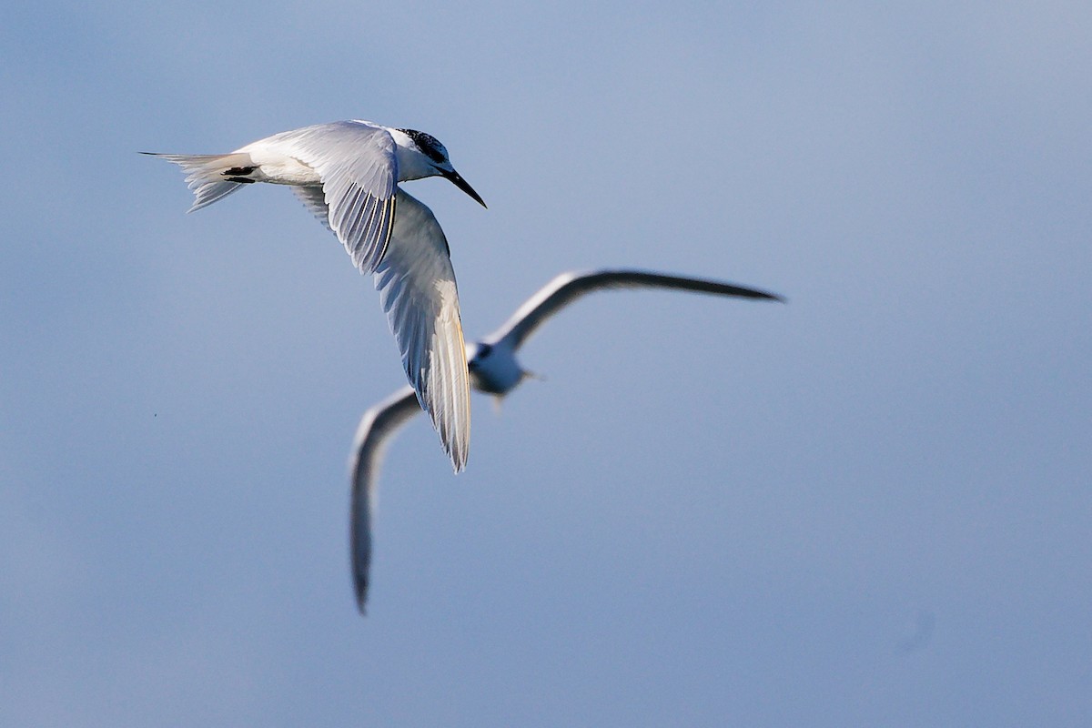 Sandwich Tern - ML646282941
