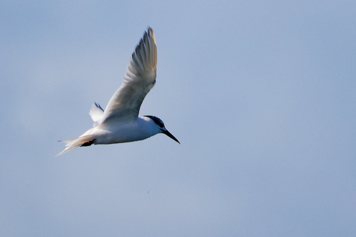 Sandwich Tern - ML646282942