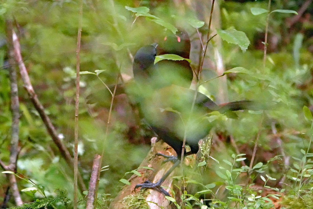 South Island Saddleback - ML646282943