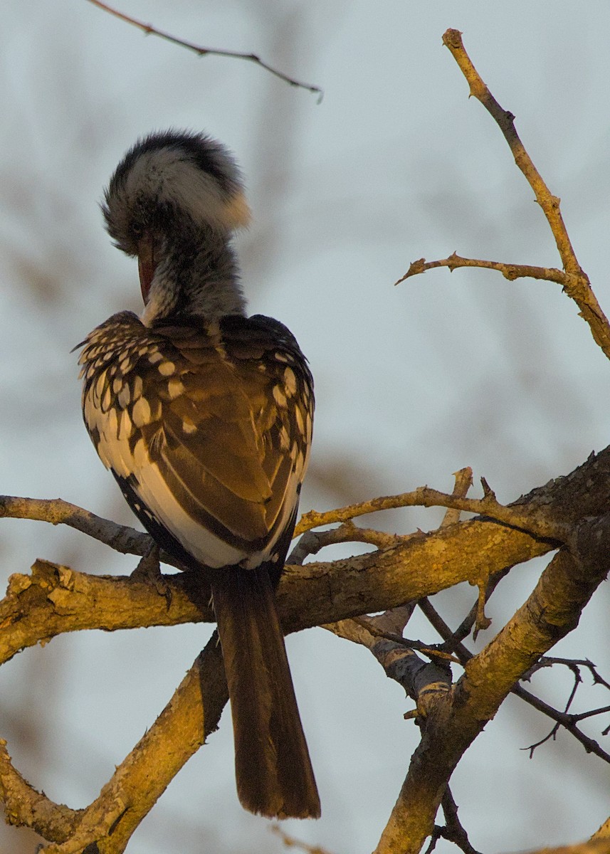 Southern Yellow-billed Hornbill - ML646282948