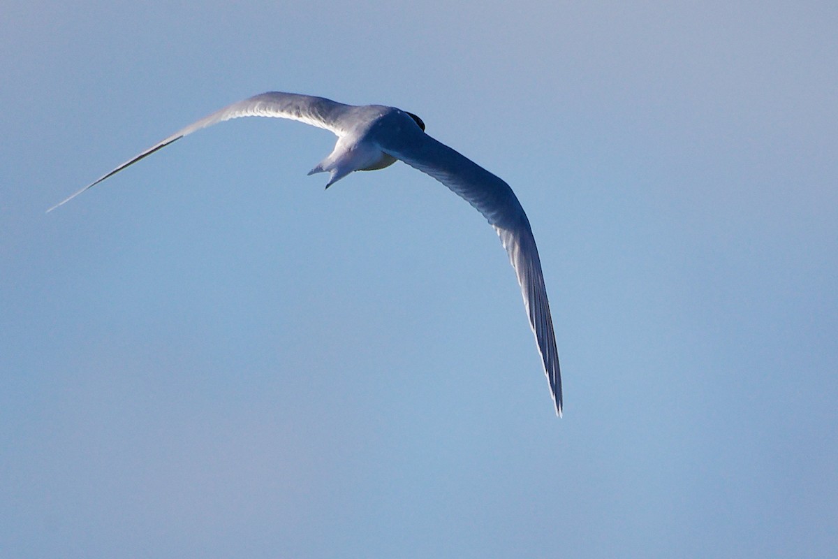 Sandwich Tern - ML646282952