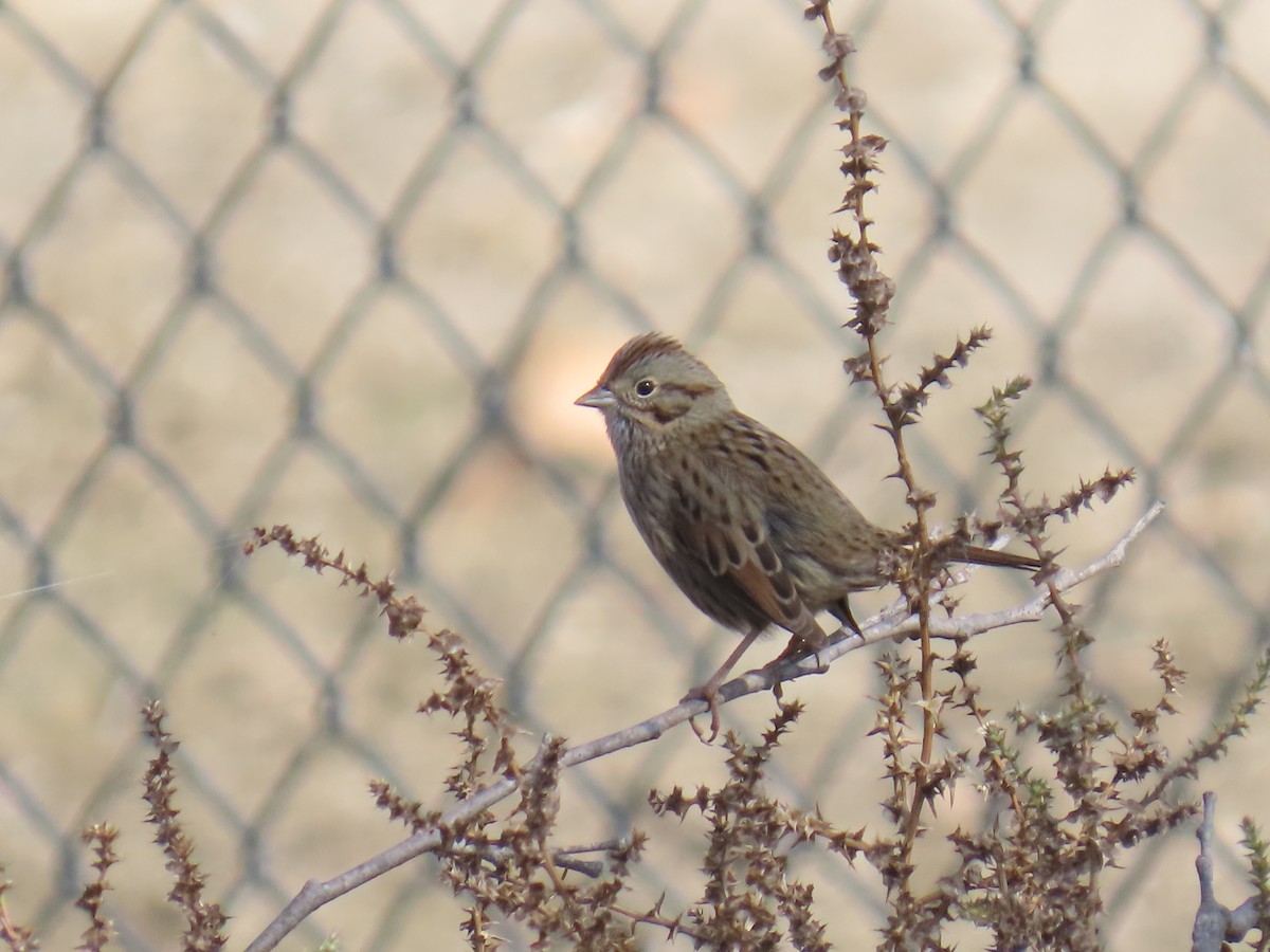 Lincoln's Sparrow - ML646282953