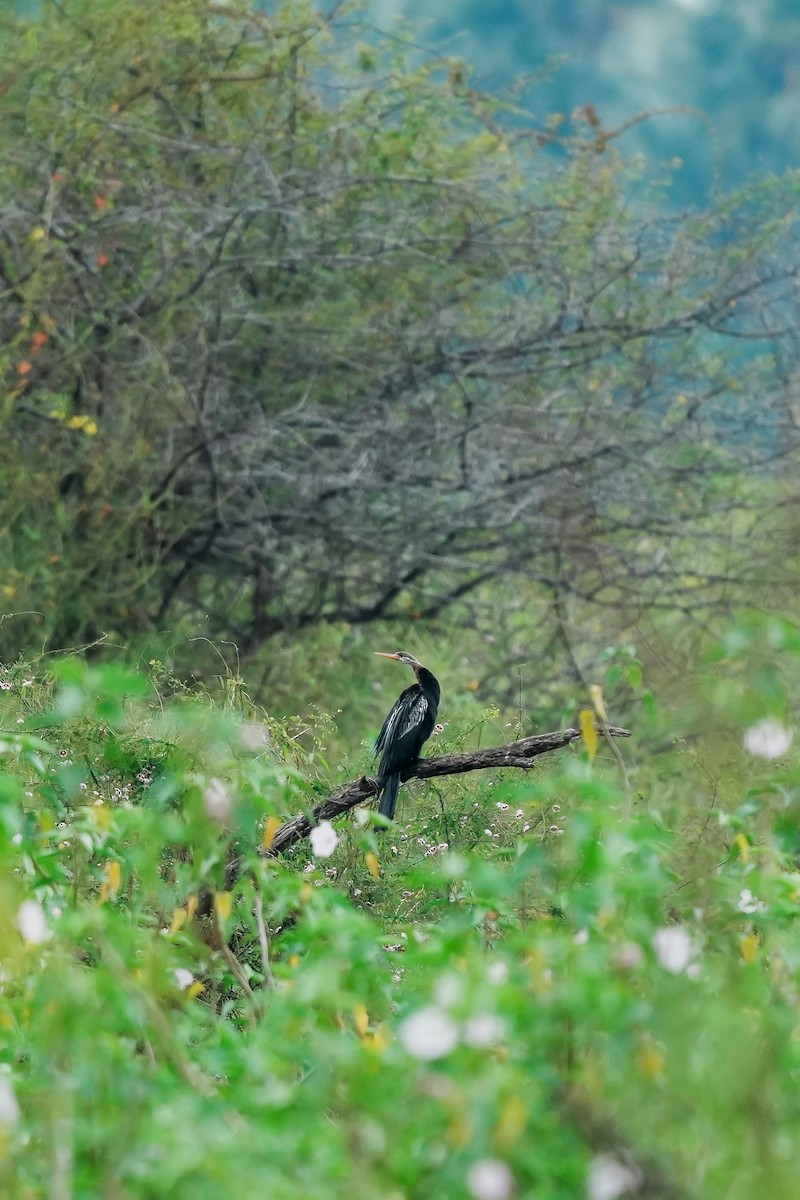 Oriental Darter - ML646282955