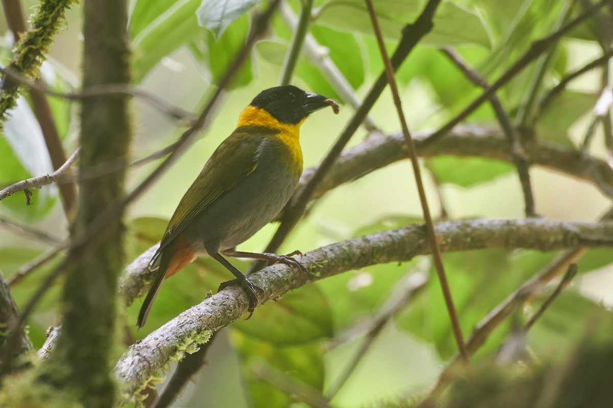 Nelicourvi Weaver - ML646282956