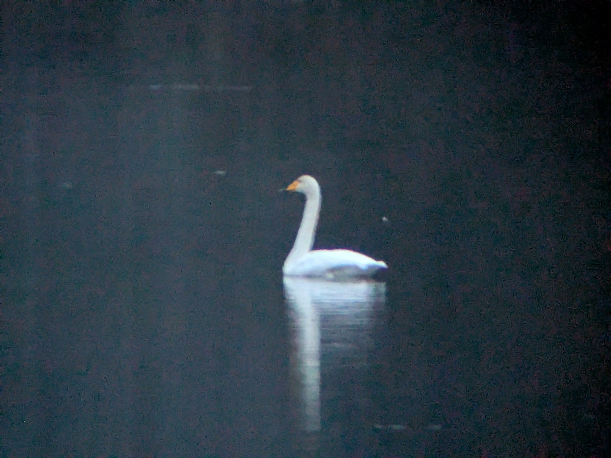 Whooper Swan - ML646282957