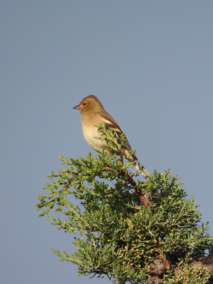 Common Chaffinch - ML646282967