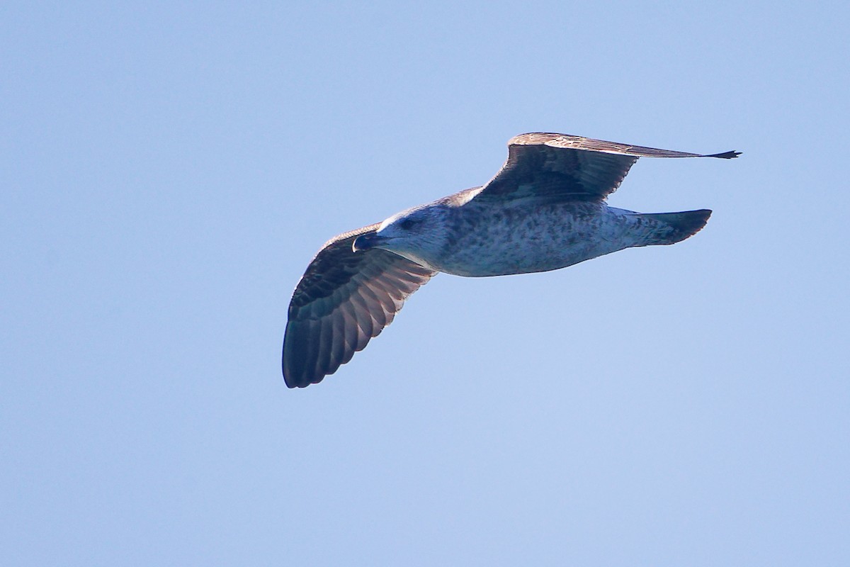 Lesser Black-backed Gull - ML646282969