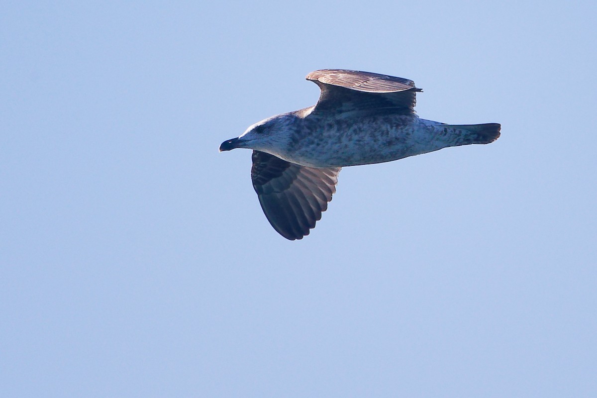 Lesser Black-backed Gull - ML646282970