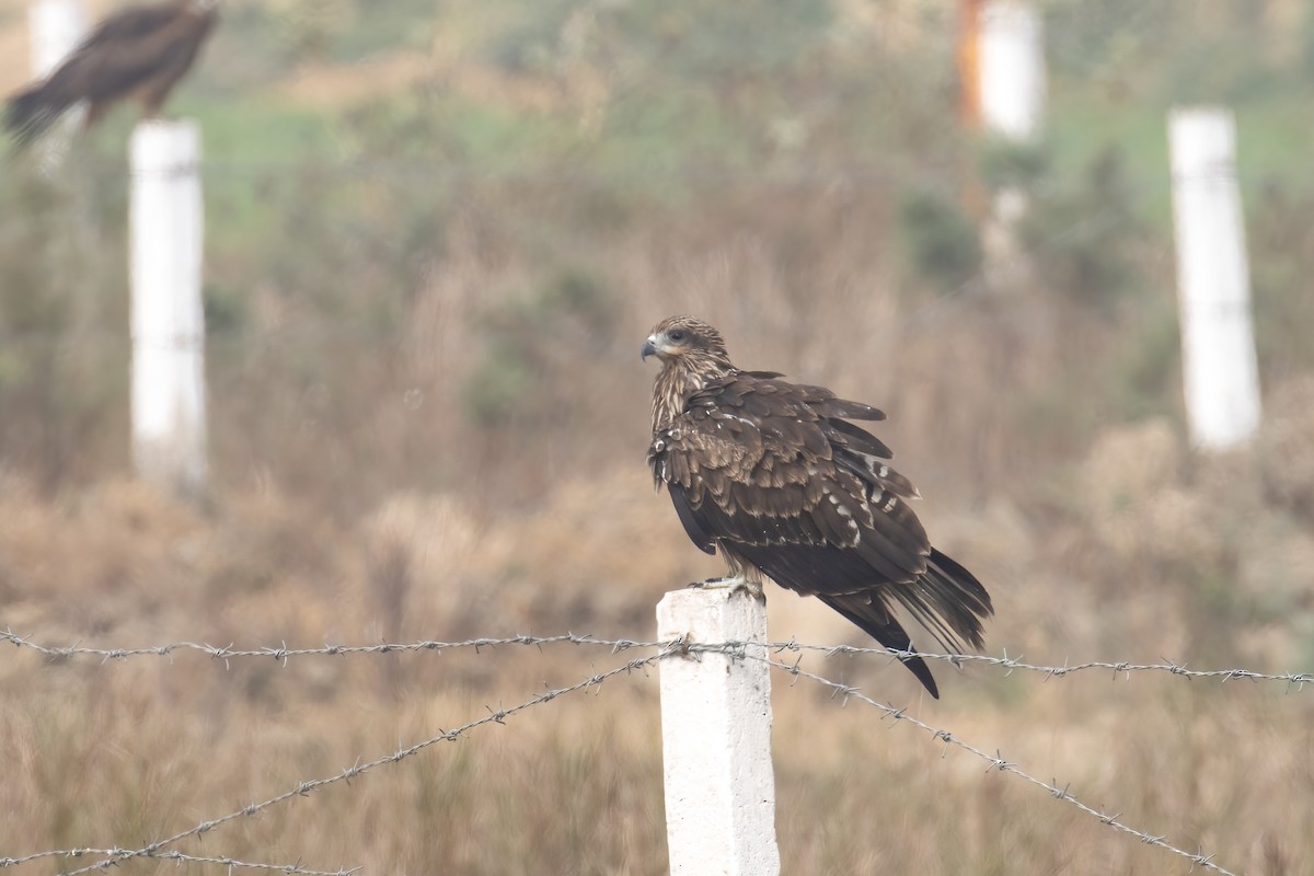 Black Kite - ML646282971