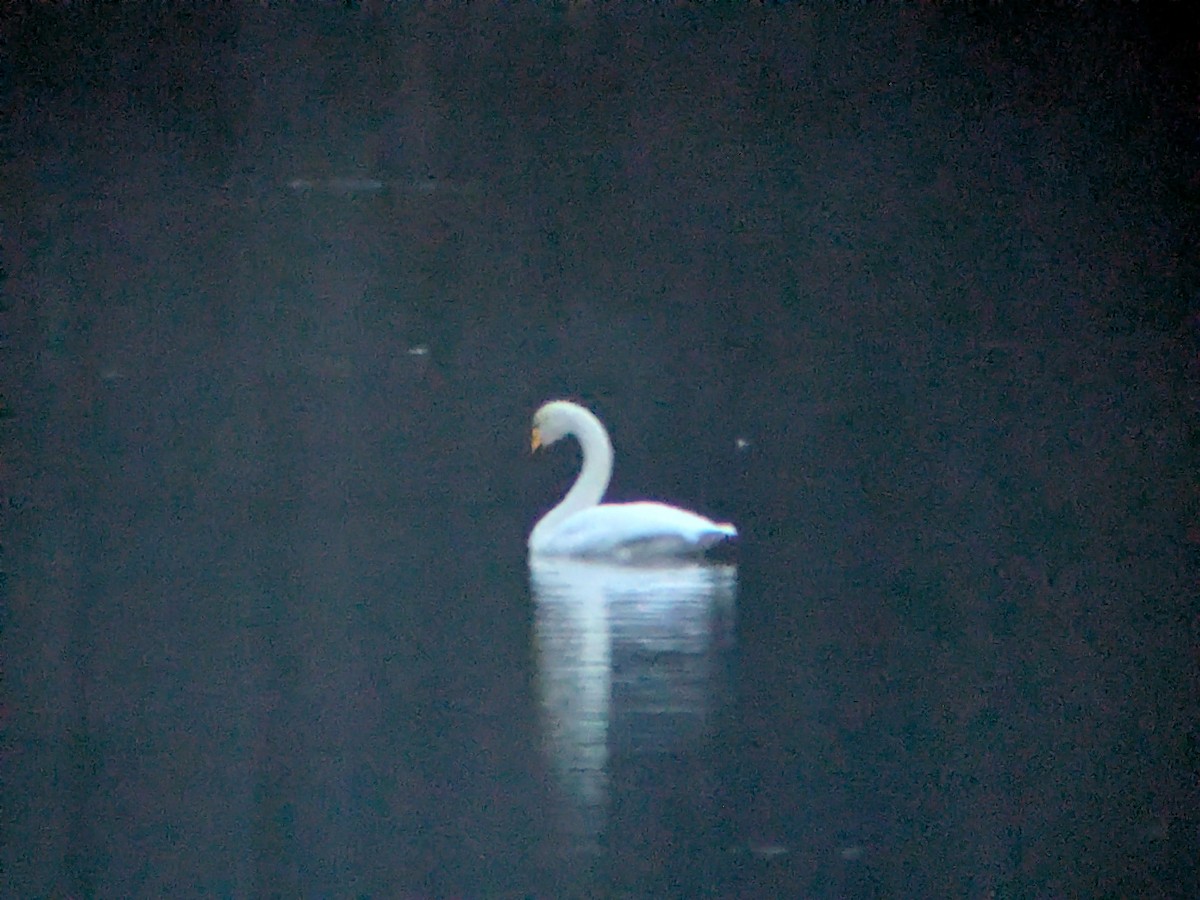 Whooper Swan - ML646282972