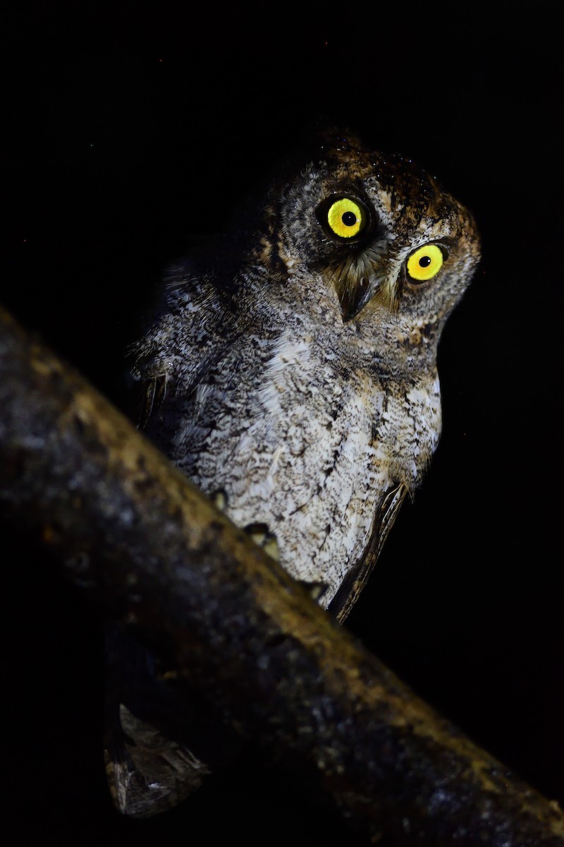 Ryukyu Scops-Owl - ML646282973