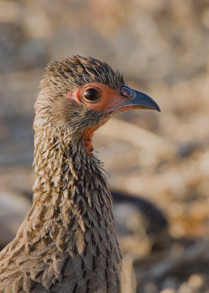 Swainson's Spurfowl - ML646282976